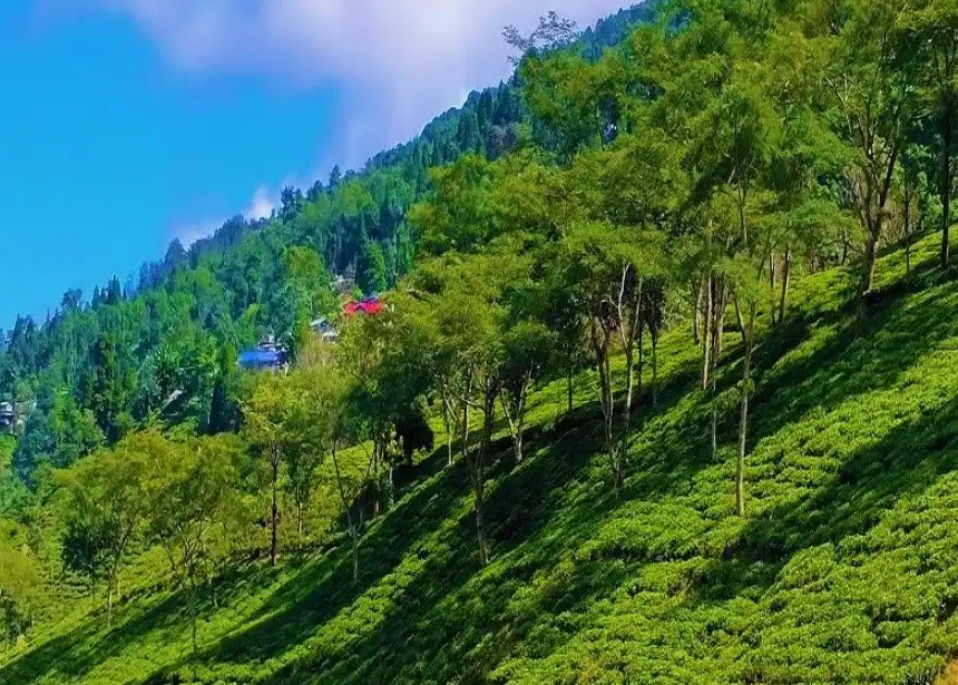 Rangaroon Tea Estate, Darjeeling, West Bengal - Vushii.com Rangaroon Tea Estate, Darjeeling, West Bengal - Vushii.com